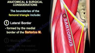 Anatomy Of The Sartorius Muscle  Everything You Need To Know  Dr Nabil Ebraheim [upl. by Casabonne]