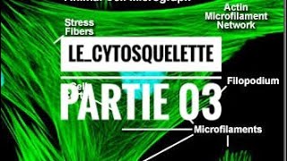 Le cytosquelette partie 03 [upl. by Anurb]