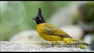 Black crested bulbul natural sound  ब्लॅक क्रेस्टेड बुलबुलचा आवाज  माहितीसह [upl. by Verada]