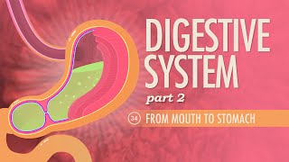 Digestive System Part 2 Crash Course Anatomy amp Physiology 34 [upl. by Marala]