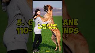 Top 10 Largest Dog Breeds In The World [upl. by Nosidda894]