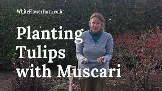 Planting Tulips with Muscari Grape Hyacinths [upl. by Kendell367]