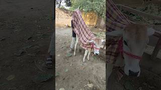 Cute Cow 🐮 viral viralshorts trendingshorts howtocleanhoof howto babyanimal animals [upl. by Dde]