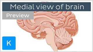 Medial view of the brain Midsagittal section preview  Anatomy  Kenhub [upl. by Naelcm]