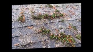 Killing the moss and Ferns on your roof [upl. by Petrie350]