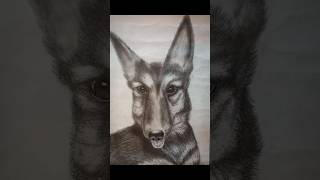 🐶❤️ germanshepherd realisticdrawing graphitedrawing artwork shorts subscribe doglover [upl. by Scibert187]