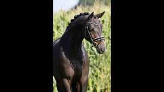 2011 Mare by Dancier De Niro x Lancier x Walt Disney x Bolero [upl. by Mathis]