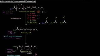 Fatty Acid Breakdown Beta β Oxidation of Unsaturated Fatty Acids free sample [upl. by Ahsiniuq]