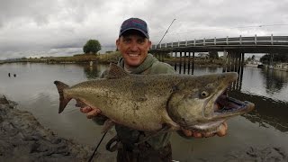 Salmon Fishing Cure the Roe fillet the fish REPEAT [upl. by Bryan581]