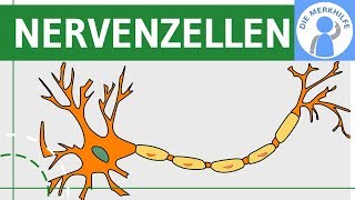 Bau amp Funktion von Nervenzellen  Nervensystem einfach erklärt  Neurobiologie [upl. by Eivi]