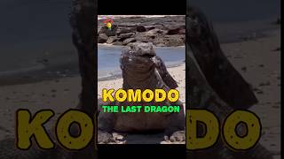 Komodo  The Last Dragon [upl. by Jacobine267]