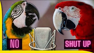 Talking Parrot  Now he wont stop talking Family adopts a parrot [upl. by Annol]