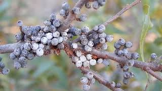 Wax Myrtle The Candle Plant [upl. by Dupre532]