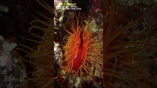 Disco clam anilao scubadiving [upl. by Aleacin]