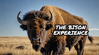 The TRUTH About The BISON OF NORTH AMERICA 🦬 facts nature animals shorts [upl. by Airtina]