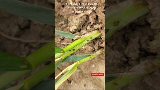 Wheat Grain Beetle  Gandum gehoon ka keera wheatcrop grainbettle farming farmers wheatborer [upl. by Ardnaxila]