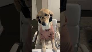 WORK FROM HOME EMPLOYEES😁techie subscribemychannel trendingshorts dog millionviews funny [upl. by Veronique]