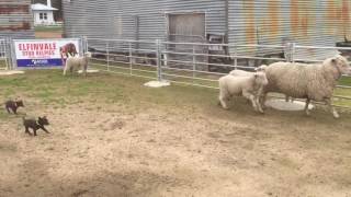 Elfinvale Stud Kelpies 6 week old puppies [upl. by Eilrahs]