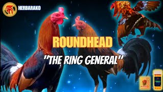 ROUNDHEAD GAMEFOWL BLOODLINE Fighting Style and History [upl. by Oicirtap]