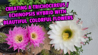 Creating a Trichocereus  Echinopsis hybrid with beautiful colorful flowers [upl. by Agathe]