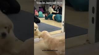 Viral dog cutedog dog viralvideo [upl. by Ilenna405]