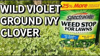 Spectracide Weed Stop for Lawns  Weed Killer Ground Ivy Wild Violet Clover [upl. by Routh]