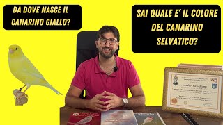 Come il Canarino Selvatico è Diventato il Canarino Giallo che Conosciamo Oggi [upl. by Knowlton]