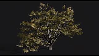 Game Ready Platanus Orientalis Tree with animations [upl. by Ahsei]