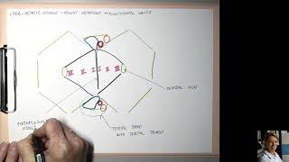 13 Hepatic acinus [upl. by Nanek]