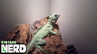 Green Basilisks AKA Basiliscus plumifrons [upl. by Dacy]