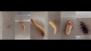 Documentary quotMealworm to Beetle Ontogenyquot  Dokumentation quotMehlwurm zu Käfer Ontogenesequot [upl. by Attenod]