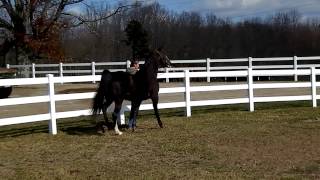 23 and 4 Year Old WGC Tennessee Walking Horse  JFK [upl. by Alphard214]