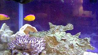 20111001 Dottyback attacking shrimpwmv [upl. by Ahseiyn182]