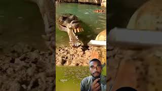 Gharial chatting fish । gharial reaction wildlife shorts [upl. by Bysshe72]