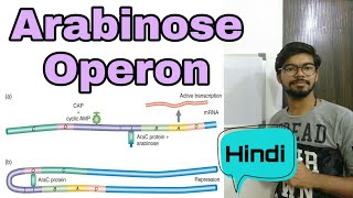 Arabinose operon in Hindi [upl. by Cand]