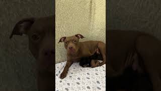 American pitbull terrier kennel puppies for sale ADBA Dognik Bulls Abronia x Aventador puppies [upl. by Chud]