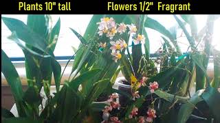 Orchid Oncidium Twinkle Pink Profusion amp White Fragrance Fantasy [upl. by Annuahs]