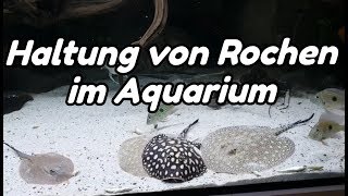 Haltung von Rochen im Aquarium Potamotrygon [upl. by Aitnauq]