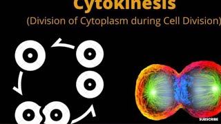 Cell Division Mitosis  Karyokinesis and CytokinesisPhases CellCycleprophaserestingphaseVideo 4 [upl. by Prent957]