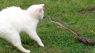 Snake vs Cat  Mossy Oak [upl. by Tayyebeb611]