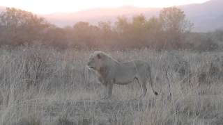 Marataba blond male lion at sunset [upl. by Shelton]