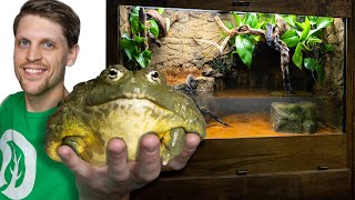 My Giant Bullfrog Needed a New Home  Samsons Story [upl. by Airasor]