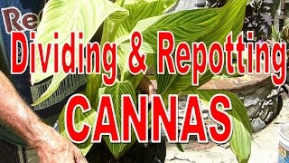 HOW TO REPOT CANNAS [upl. by Gierk]