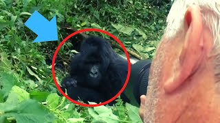 6 Gorilla Encounters That are Way too Scary for You [upl. by Prima]