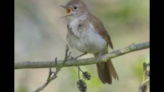 NIGHTINGALE SONG4 hours REALTIME Beautiful Nightingale SingingBirdsongNature soundspart 2 [upl. by Bowler831]