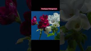 Timelapse pelargonium timelapse plants relax shorts [upl. by Vernor]