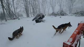 Loyalist German Shepherds winter walk on the acreage Storm 2022 [upl. by Sarnoff]