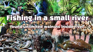 Fishing In A Small River Caught A Lot Of First Unlimited Wild Nuts Found Inside River [upl. by Erodasi105]