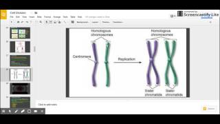 Sister Chromatids vs Homologous Chromosomes [upl. by Bronny]