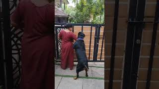 Power🔥🔥 rottweiler dora pets doradora doglover babydora [upl. by Herold]